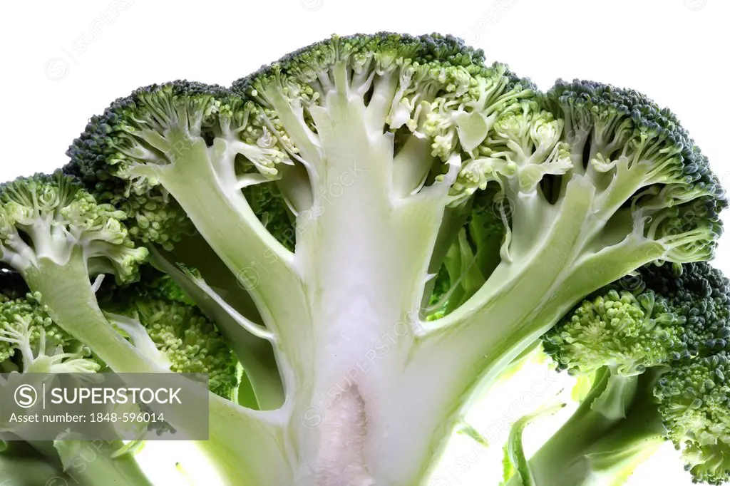Broccoli (Brassica oleracea var. italica), vertical section
