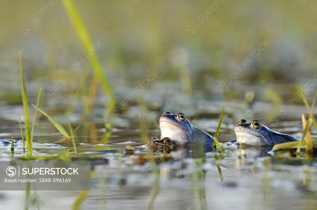 Moor Frogs (Rana arvalis) in spawning grounds during mating, Middle Elbe Biosphere Reserve near Dessau, Saxony-Anhalt, Germany, Europe