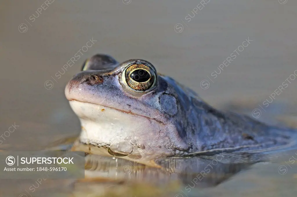 Moor Frog (Rana arvalis) in spawning grounds, Middle Elbe Biosphere Reserve near Dessau, Saxony-Anhalt, Germany, Europe