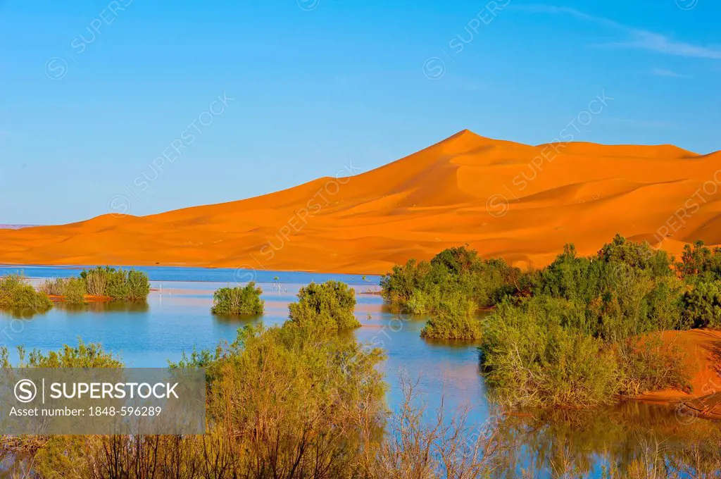 Erg Chebbi sand dunes behind a temporal lake formed after heavy rains with tamarisks (Tamaricaceae), Sahara, southern Morocco, Africa