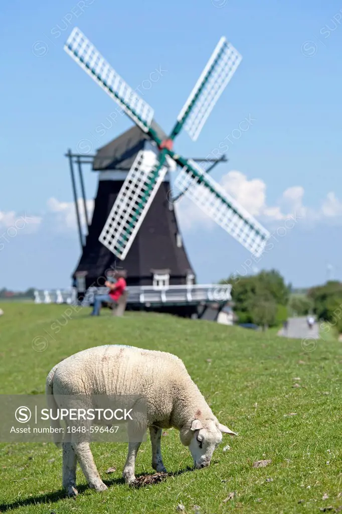 Sheep in front of the Nordermuehle windmill, Pellworm, North Friesland, Schleswig-Holstein, Germany, Europe, PublicGround
