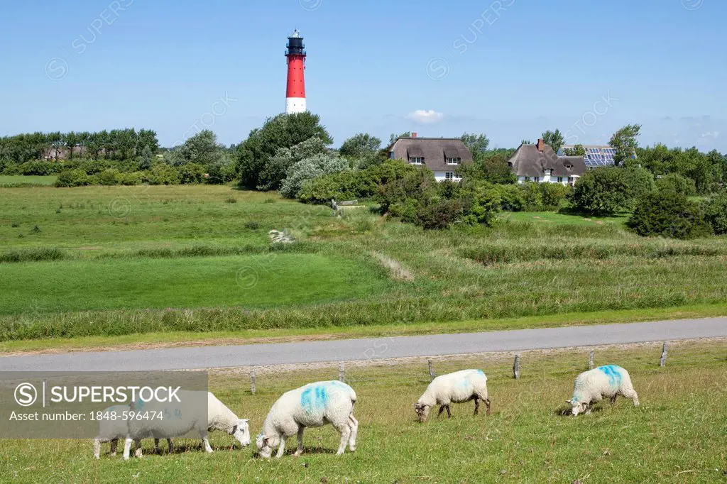 Sheep in front of the lighthouse, Pellworm, North Friesland, Schleswig-Holstein, Germany, Europe, PublicGround