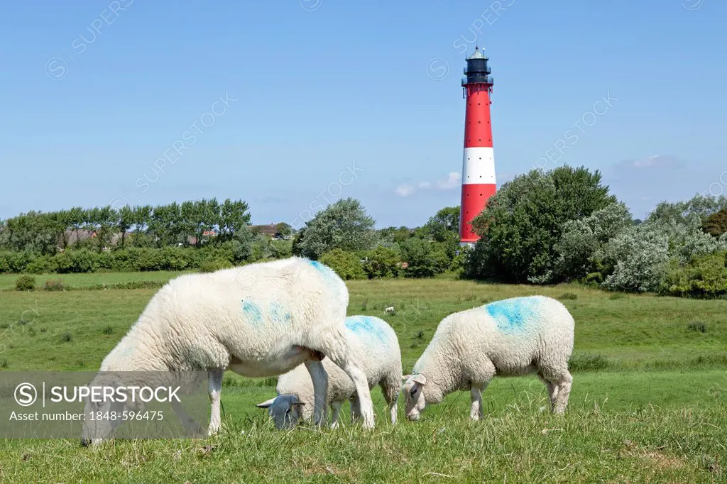 Sheep in front of the lighthouse, Pellworm, North Friesland, Schleswig-Holstein, Germany, Europe, PublicGround