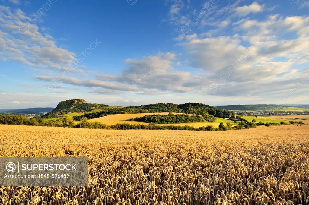Ripe field of wheat in Hegau, on the horizon Hohentwiel, an extinct volcano, Konstanz district, Baden-Wuerttemberg, Germany, Europe