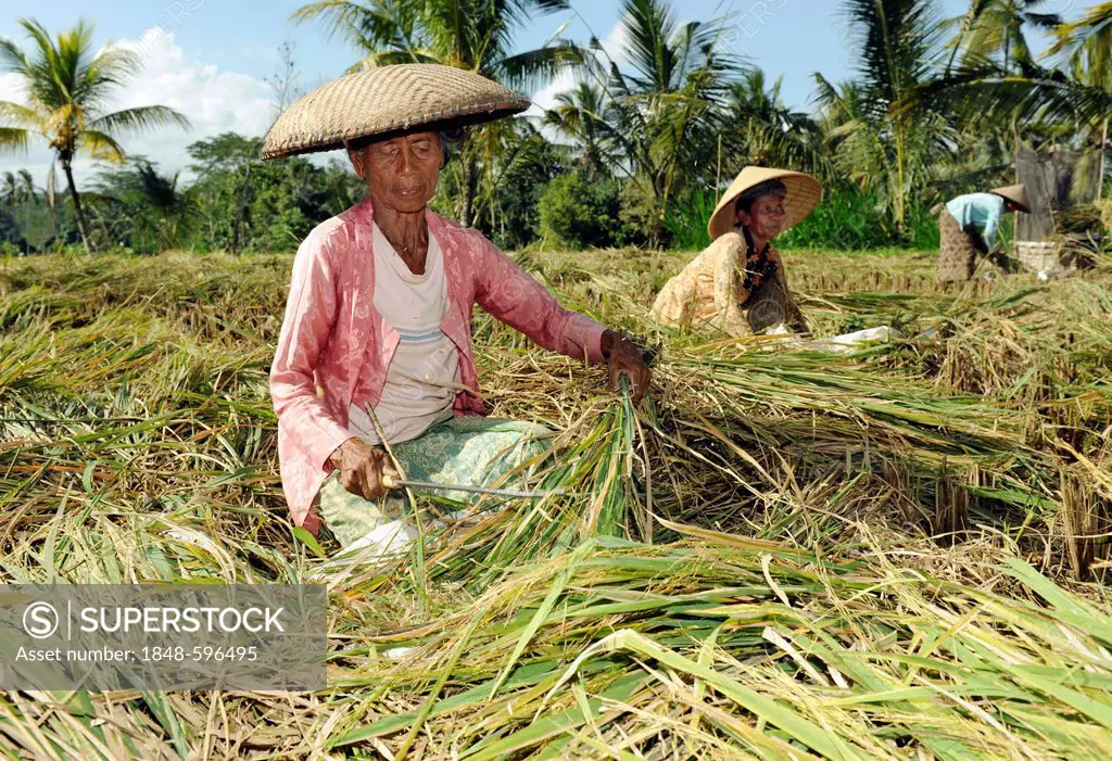 Woman cutting rice plants in a rice field, Tegalalang, Ubud, Bali, Indonesia, Southeast Asia