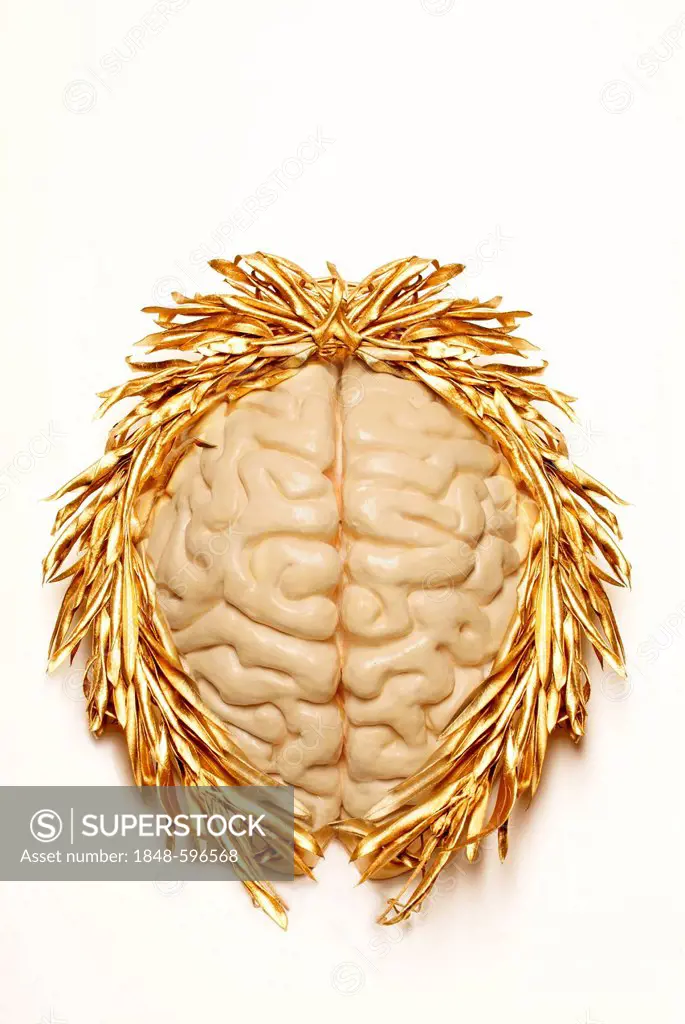 Plastic model of a brain with a golden laurel wreath