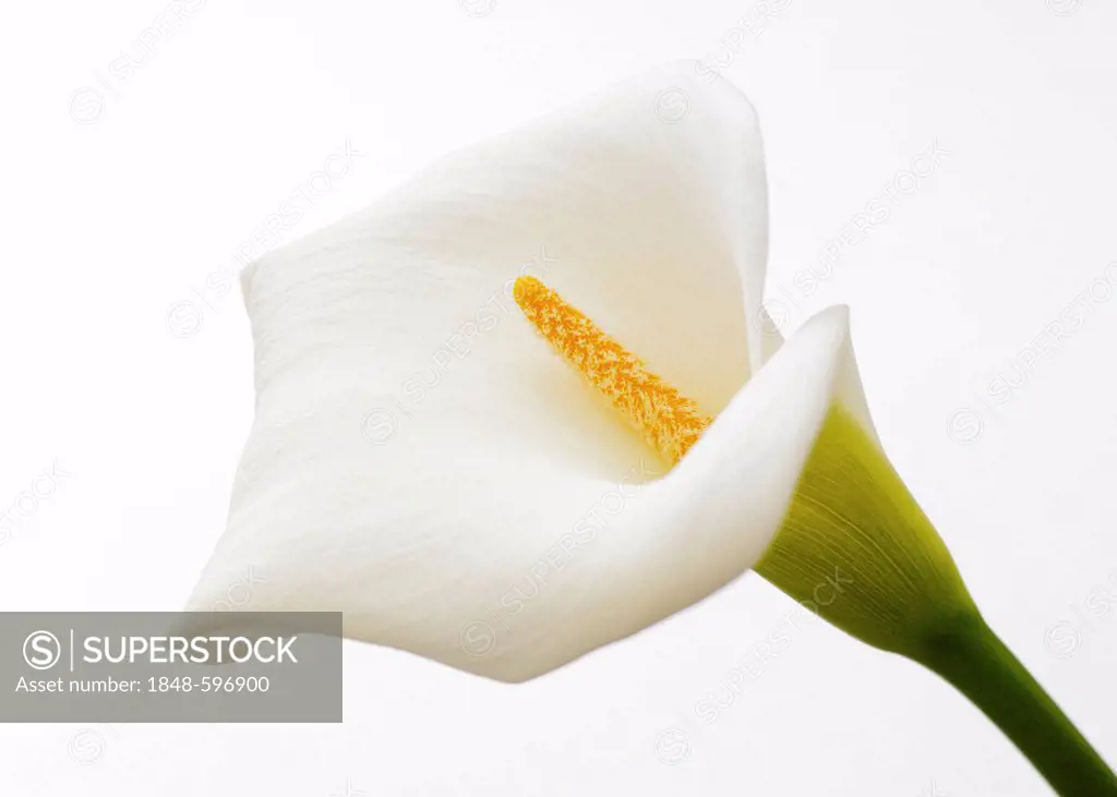 Blossom of a calla lily (Zantedeschia)
