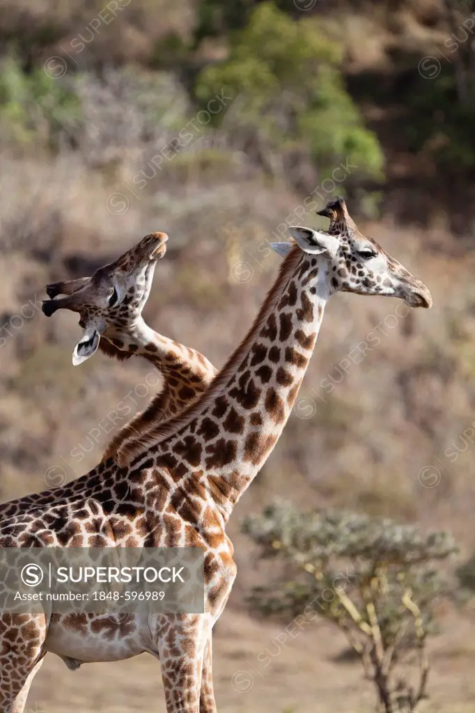 Massai, Maasai, Masai Giraffes or Kilimanjaro Giraffes (Giraffa camelopardalis tippelskirchi), males fighting, Arusha National Park, Tanzania, East Af...