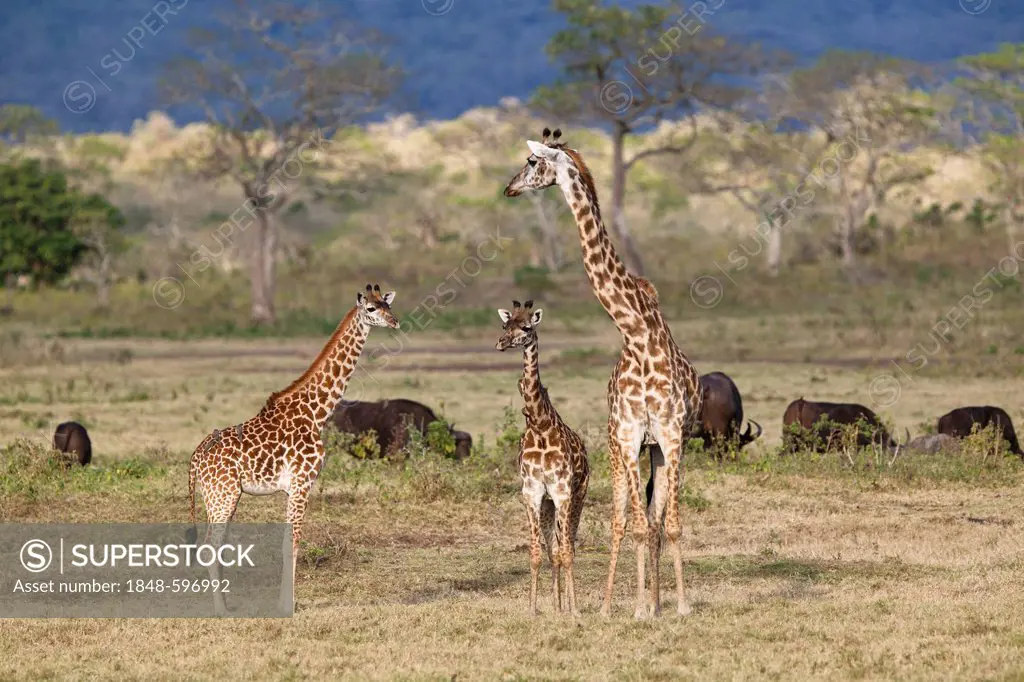 Massai, Maasai, Masai Giraffe or Kilimanjaro Giraffe (Giraffa camelopardalis tippelskirchi), with young and African buffalos (Syncerus caffer), Arusha...
