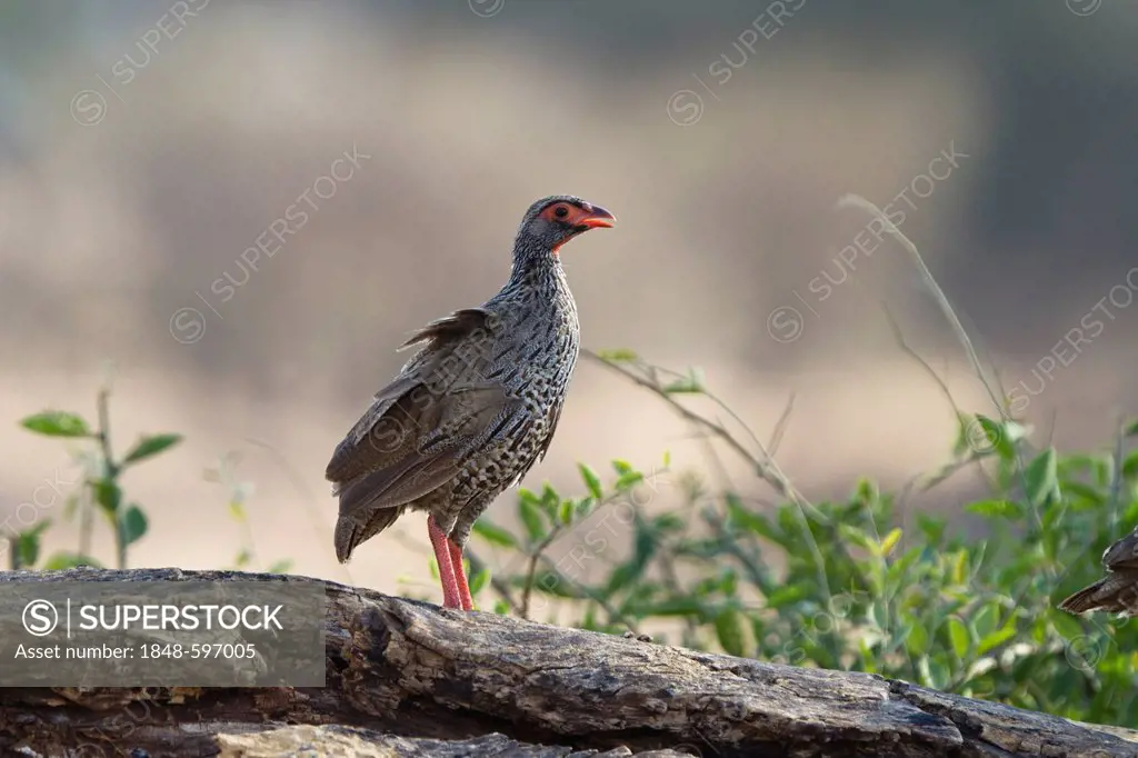 Red-necked Spurfowl or Red-necked Francolin (Pternistis afer), Ruaha National Park, Tanzania, East Africa, Africa