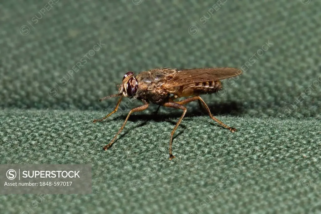 Tsetse fly (Glossina sp.), on fabric, Tanzania, East Africa, Africa