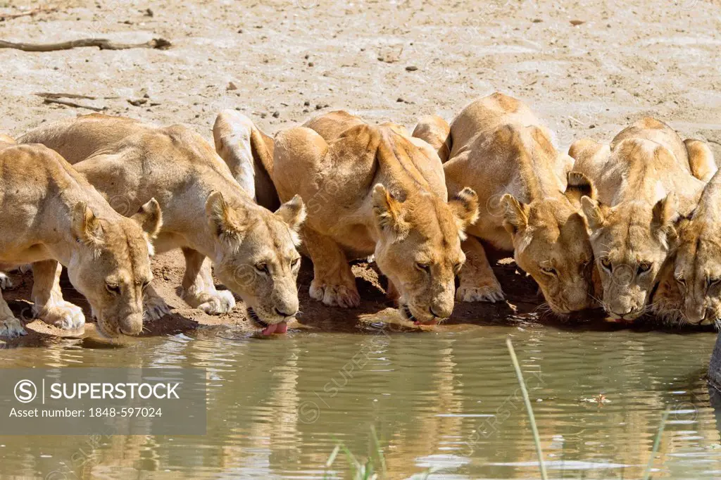 African Lions (Panthera leo) drinking at waterhole, females, Ruaha National Park, Tanzania, East Africa, Africa
