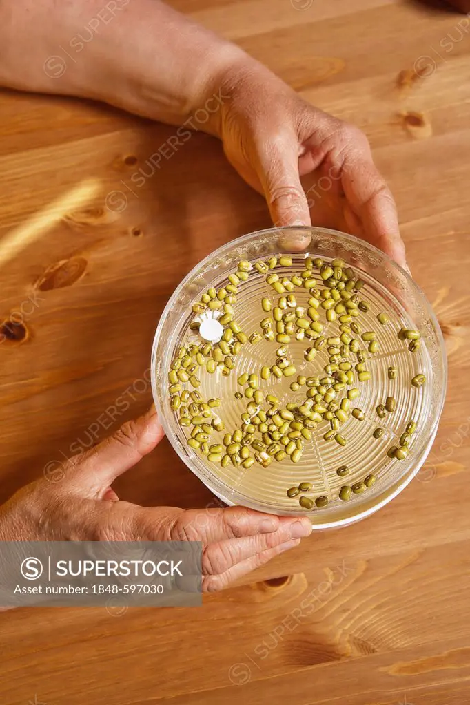 Soybean sprouts in a sprouter