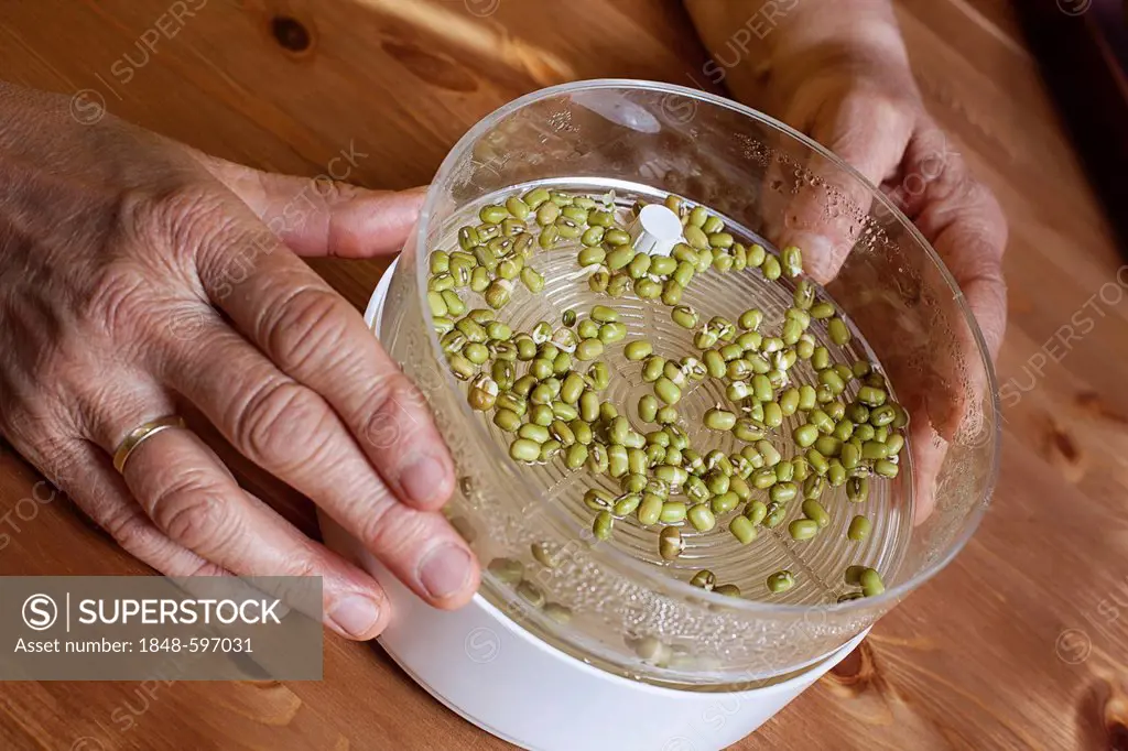 Soybean sprouts in a sprouter