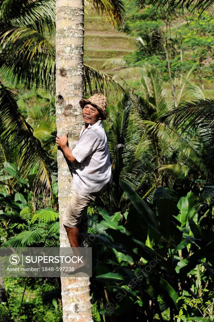 Man climbing a coconut palm, Ubud, Bali, Indonesia, Southeast Asia
