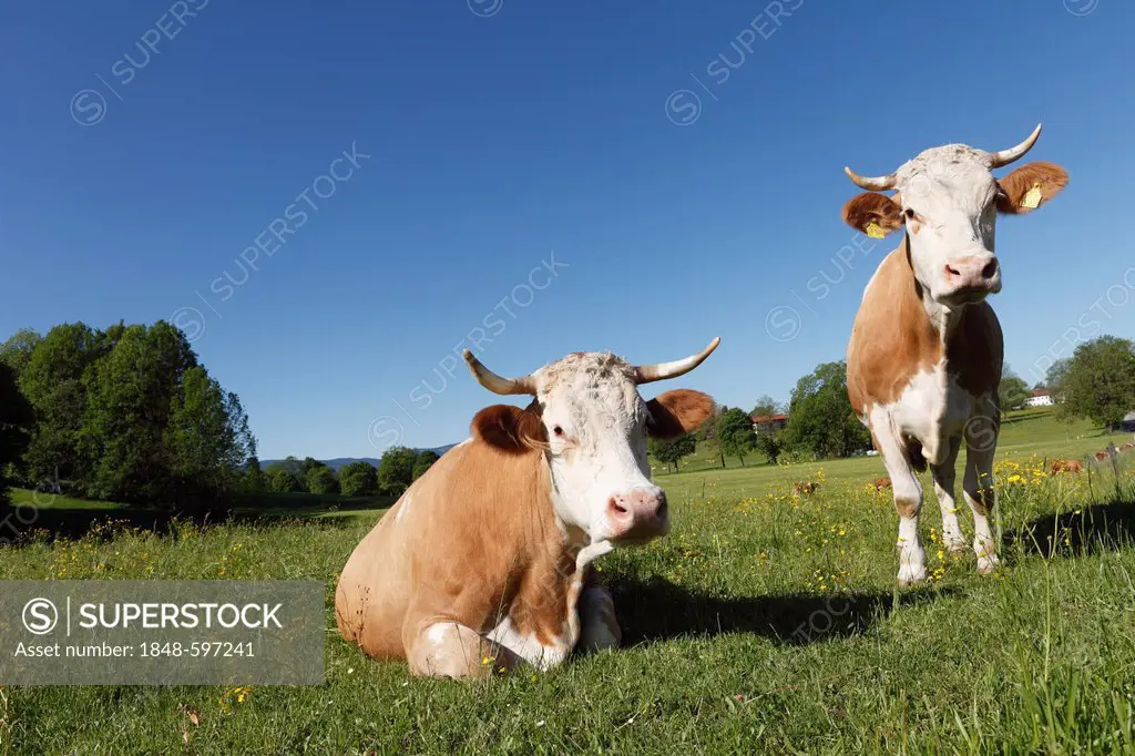 Cows on a meadow, Warngau, Oberland, Upper Bavaria, Bavaria, Germany, Europe, PublicGround