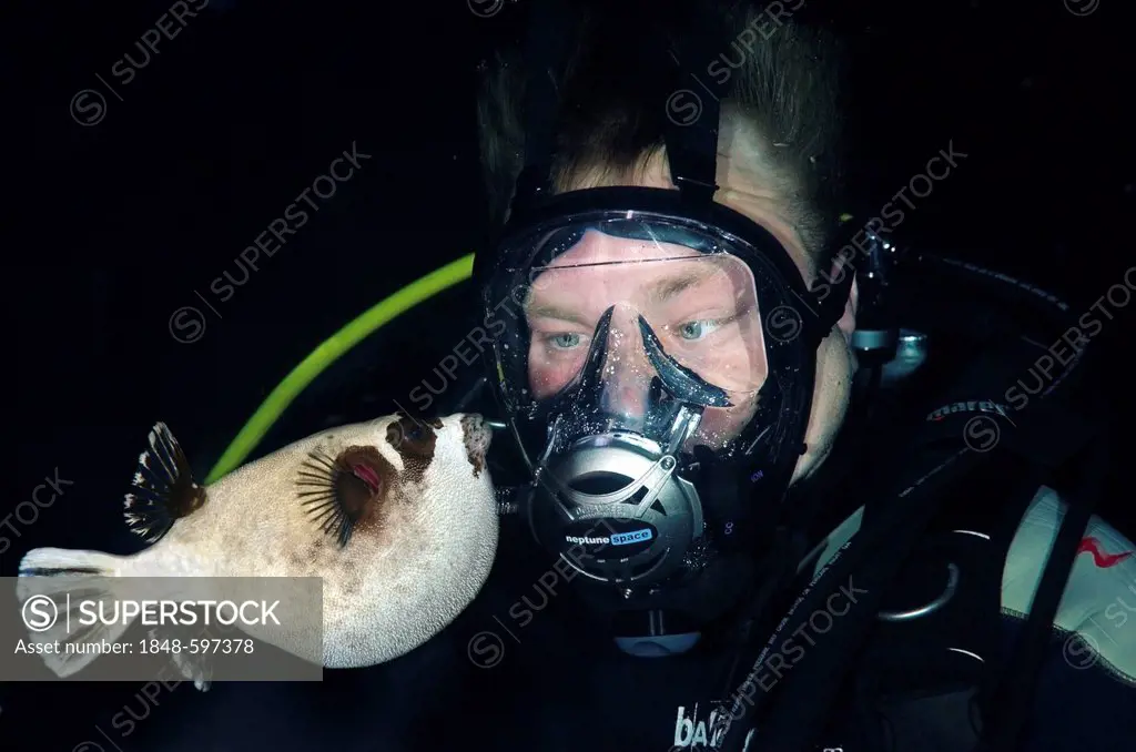Diver and Masked puffer (Arothron diadematus), Red Sea, Egypt, Africa
