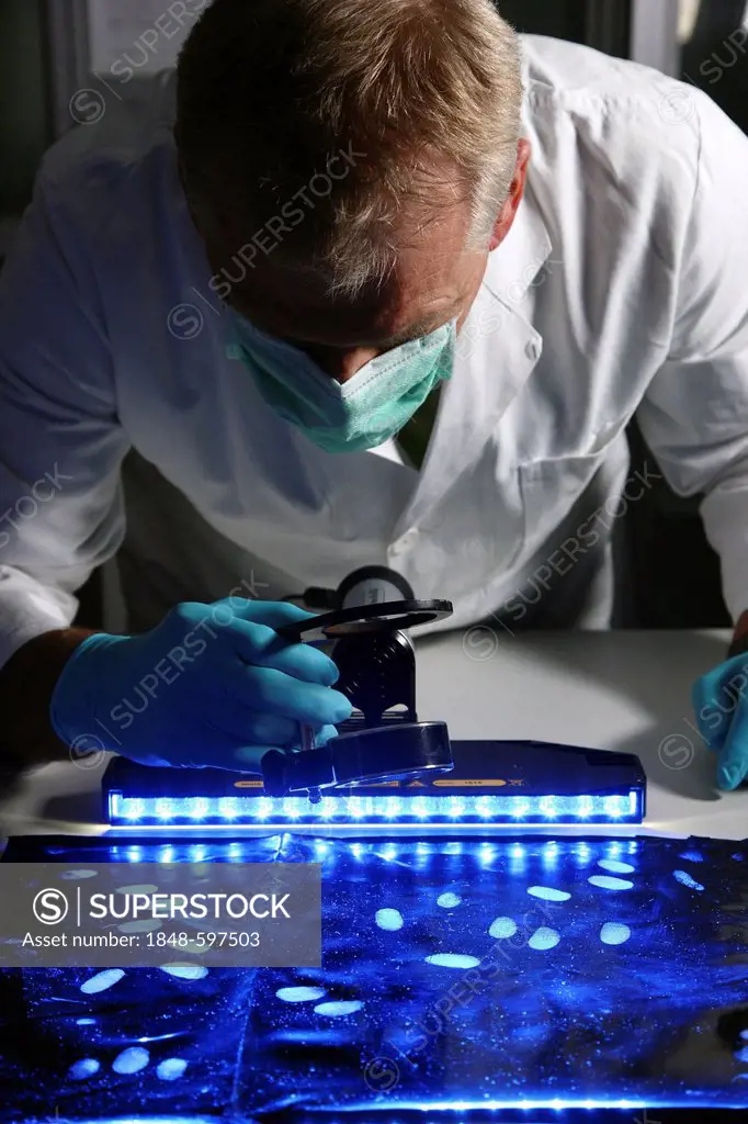 Kriminaltechnisches Institut, KTI, Forensic Science Institute, fingerprinting, fingerprints on evidence are made visible with the help of UV light and...