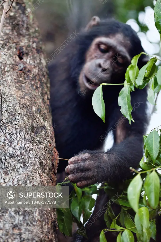 Chimpanzee (Pan troglodytes), fishing for ants with stick in tree trunk, Mahale Mountains National Park, Tanzania, East Africa, Africa