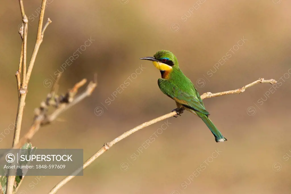 Cinnamon-chested Bee-eater (Merops oreobates), Ruaha National Park, Tanzania, East Africa