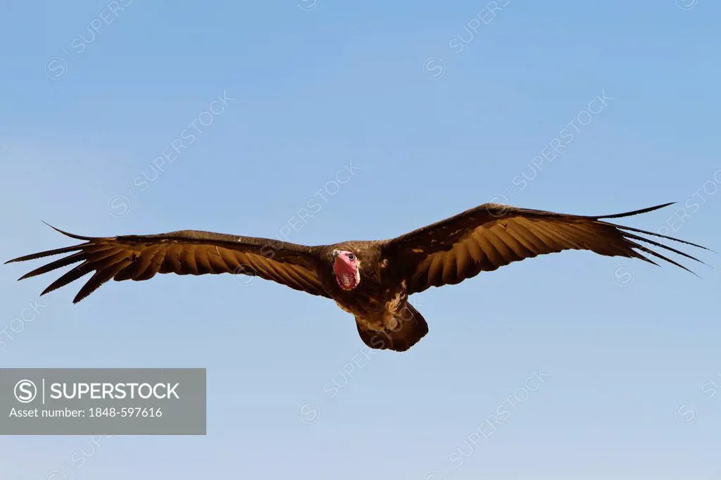 Hooded Vulture (Necrosyrtes monachus), Ruaha National Park, Tanzania, East Africa, Africa