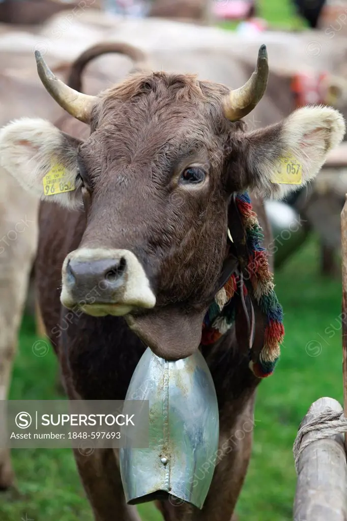 Cow during Viehscheid, separating the cattle after their return from the Alps, Oberstaufen, Stiesberg, Bavaria, Germany, Europe