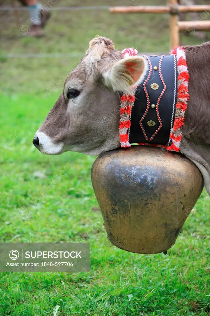 Cow with a huge bell during Viehscheid, separating the cattle after their return from the Alps, Thalkirchdorf, Oberstaufen, Bavaria, Germany, Europe