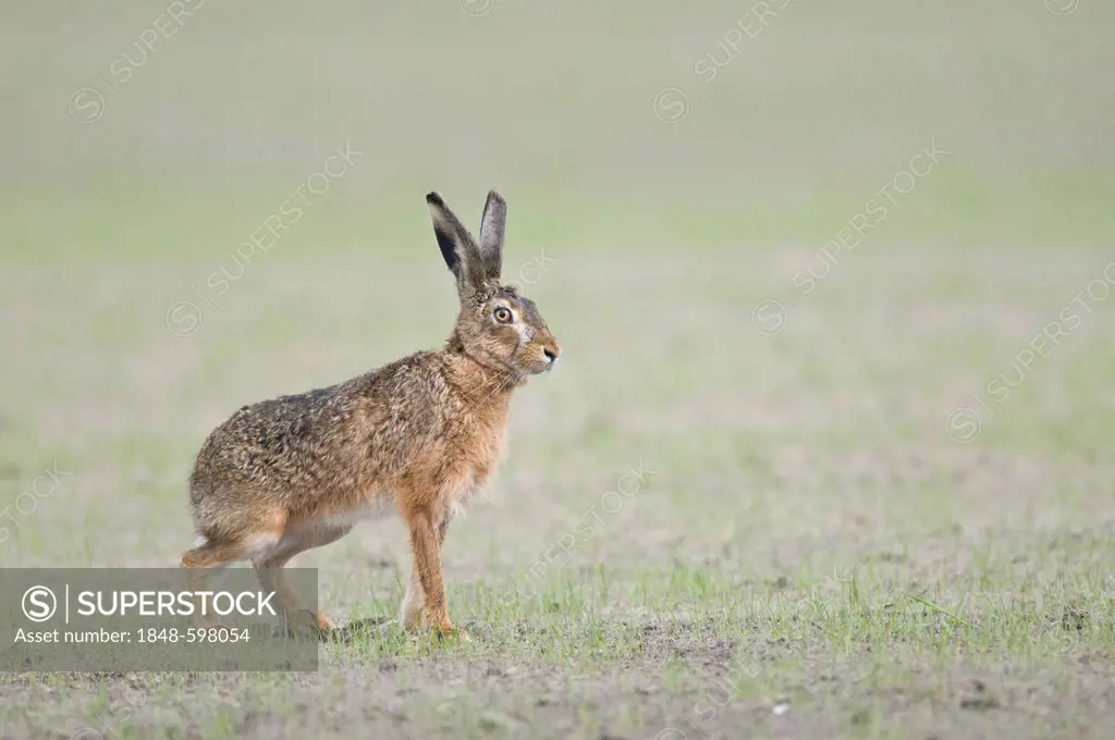 European hare (Lepus europaeus), Haren, Emsland, Lower Saxony, Germany, Europe
