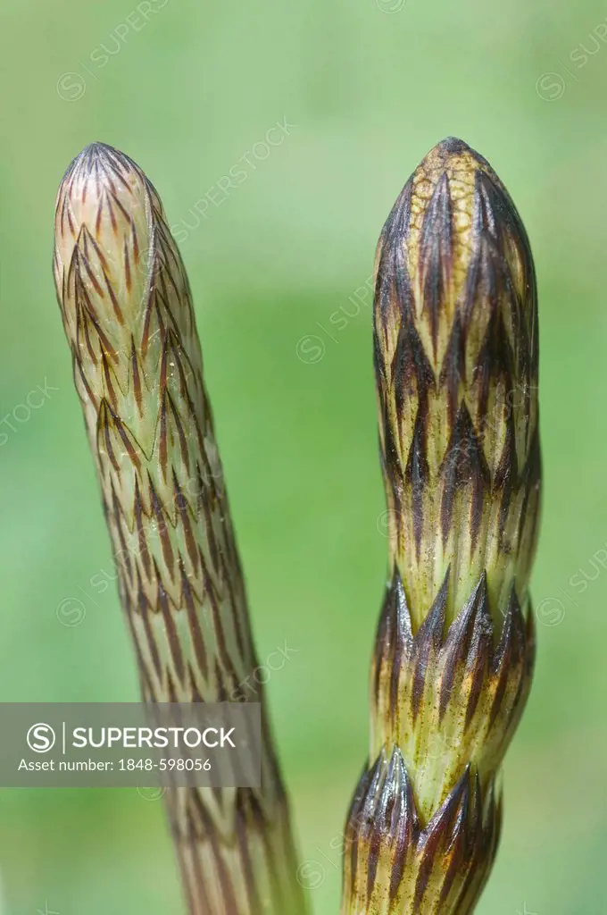 Field horsetail (Equisetum arvense), Haren, Emsland, Lower Saxony, Germany, Europe