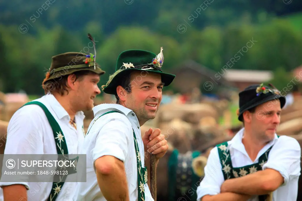 Young men wearing traditional costume, Viehscheid, separating the cattle after their return from the Alps, Oberstaufen, Stiesberg, Bavaria, Germany, E...