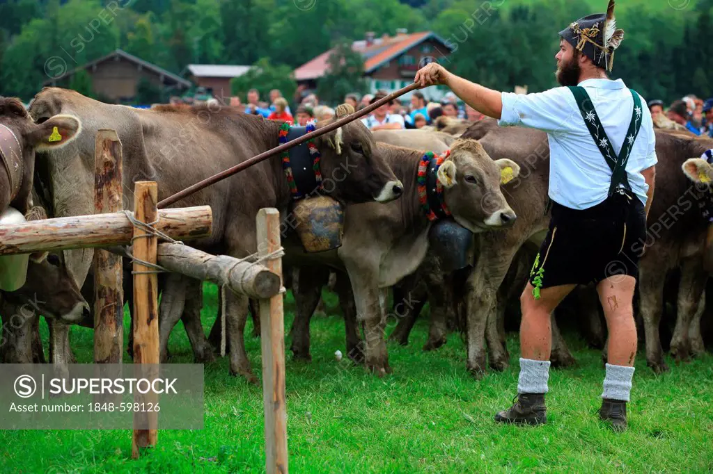 Cowherd, Viehscheid, separating the cattle after their return from the Alps, Oberstaufen, Stiesberg, Bavaria, Germany, Europe