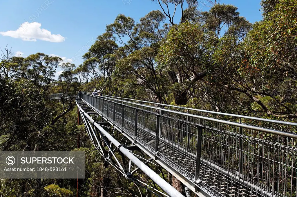 Valley of the Giants tree top walk, Walpole-Nornalup National Park, South West region of Western Australia