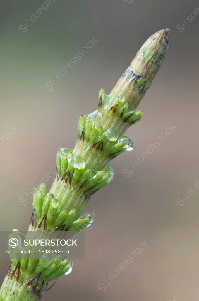 Field horsetail (Equisetum arvense), Haren, Emsland, Lower Saxony, Germany, Europe