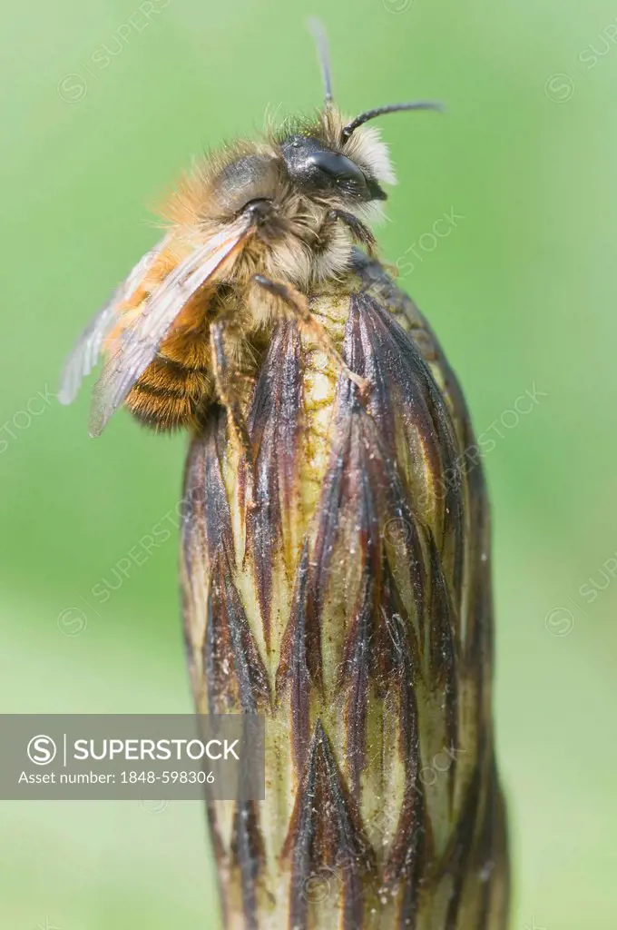 A species of bee (Osmia cornuta) perched on a field horsetail (Equisetum arvense), Haren, Emsland, Lower Saxony, Germany, Europe