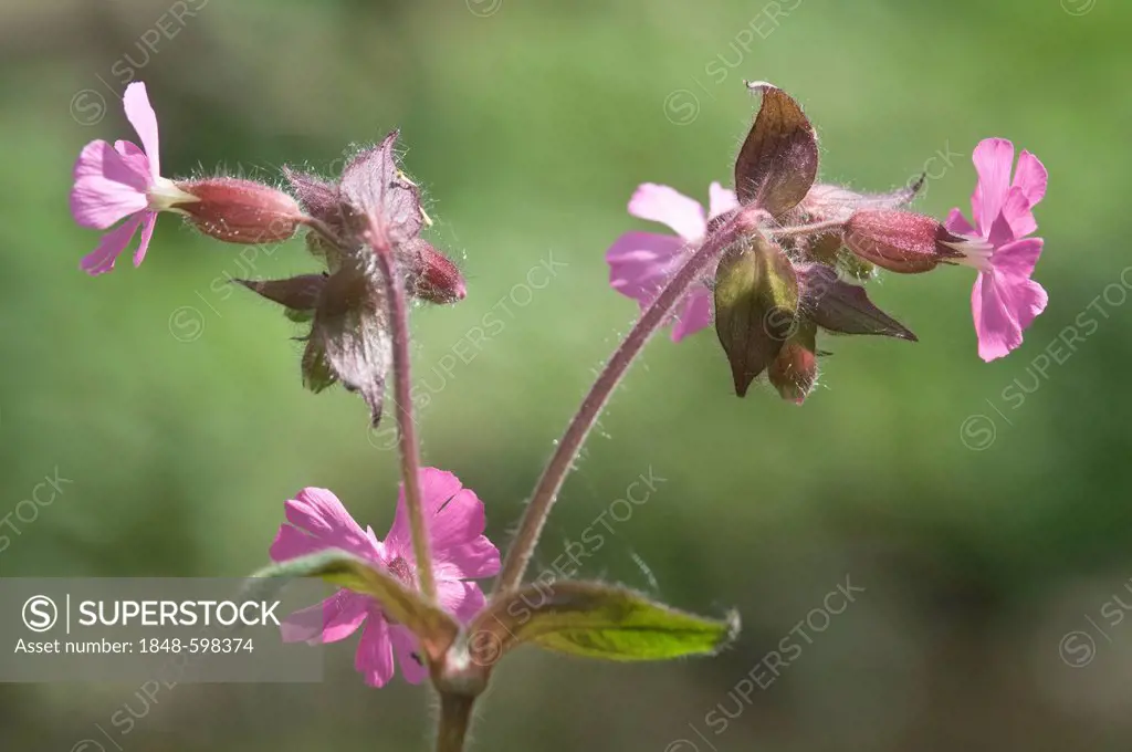 Red Campion (Lychnis coronaria), Leipzig Riverside Forest, Saxony, Germany, Europe