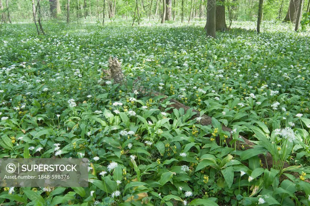 Ramsons or Wild Garlic (Allium ursinum) in Leipzig Riverside Forest, Saxony, Germany, Europe