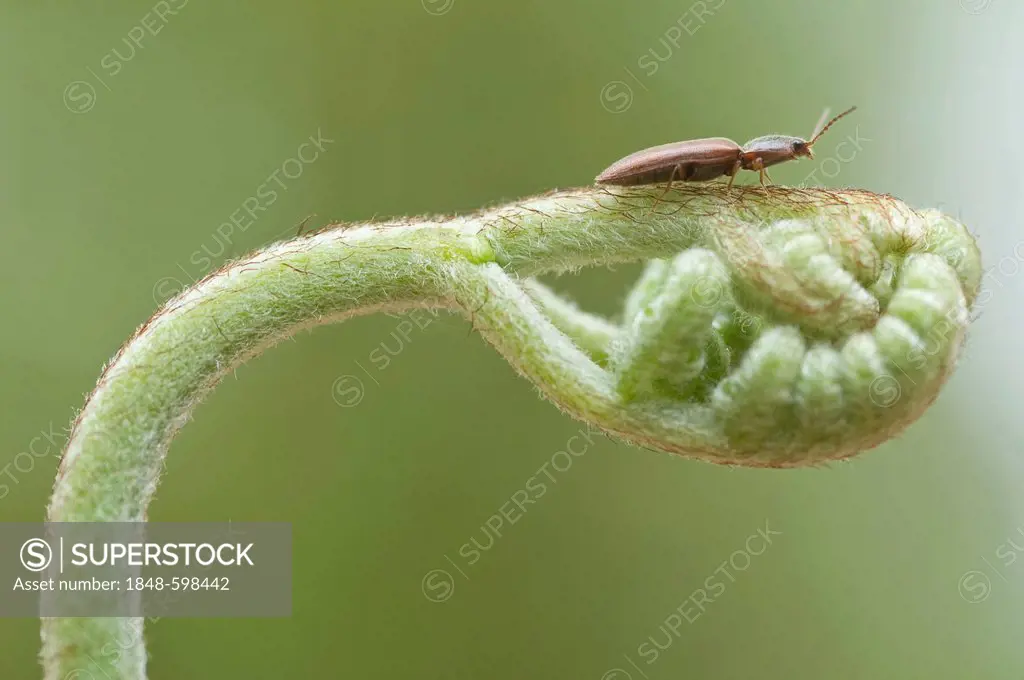 Click Beetle (Sericus brunneus) on a sprouting Bracken Fern (Pteridium aquilinum), Haren, Emsland, Lower Saxony, Germany, Europe