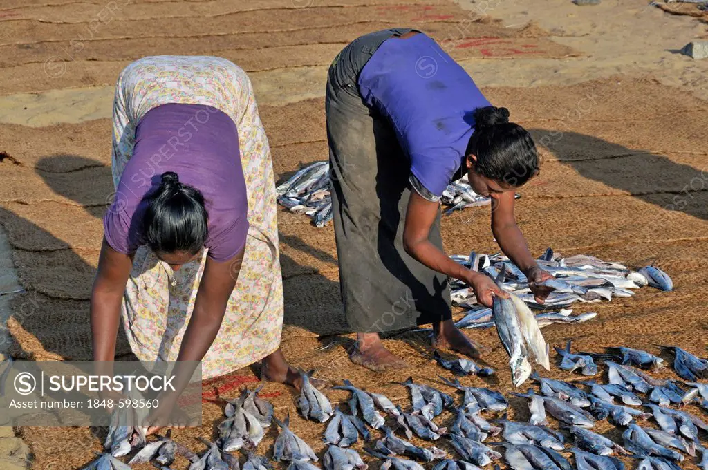 Dried fish, fish drying on coconut mats on the beach, women's work, Negombo, Sri Lanka, South Asia, Asia