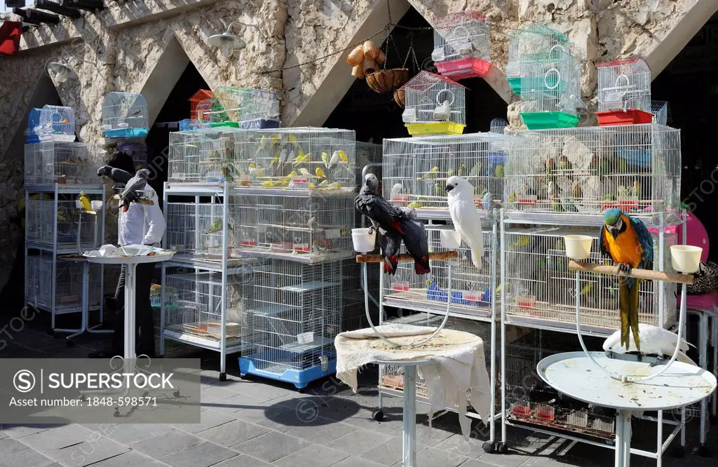 Animal market in Souq al Waqif, the oldest souq or bazaar in the country, Doha, Qatar, Arabian Peninsula, Persian Gulf, Middle East, Asia