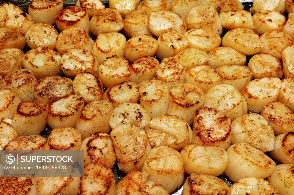 Short-fried king scallops (Pecten maximus)