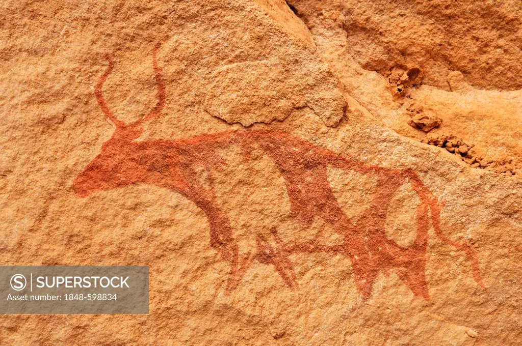 Painted cow, neolithic rock art of the Tadrart, Tassili n'Ajjer National Park, Unesco World Heritage Site, Algeria, Sahara, North Africa