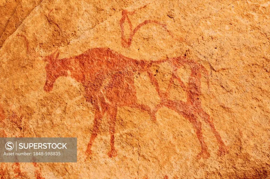 Painted cow, neolithic rock art of the Tadrart, Tassili n'Ajjer National Park, Unesco World Heritage Site, Algeria, Sahara, North Africa