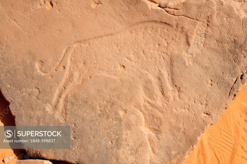 Lion engraving, neolithic rock art of the Tadrart, Tassili n'Ajjer National Park, Unesco World Heritage Site, Algeria, Sahara, North Africa