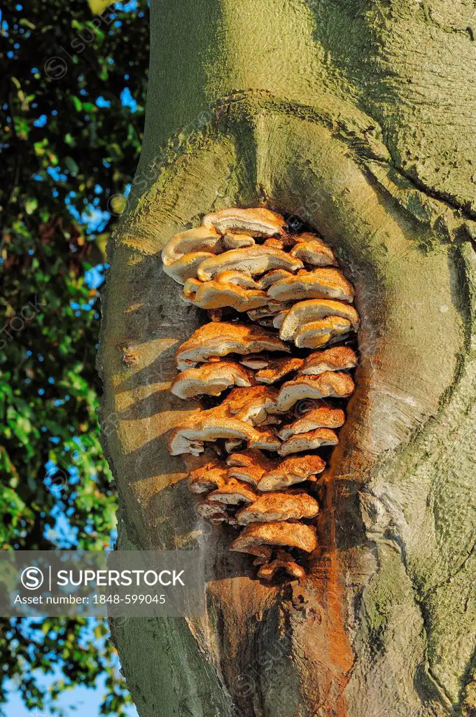 Alder Bracket (Inonotus radiatus) on the trunk of a beech, Gelderland, Netherlands, Europe