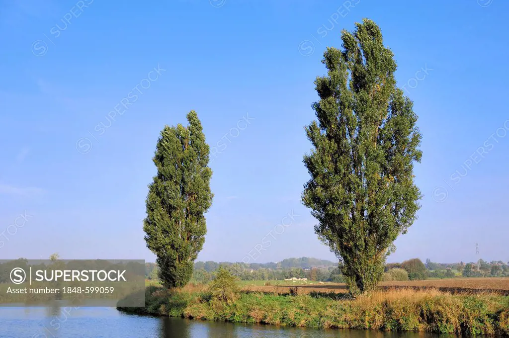 Lombardy Poplars (Populus nigra var. italica) alongside the Lippe River, North Rhine-Westphalia, Germany, Europe