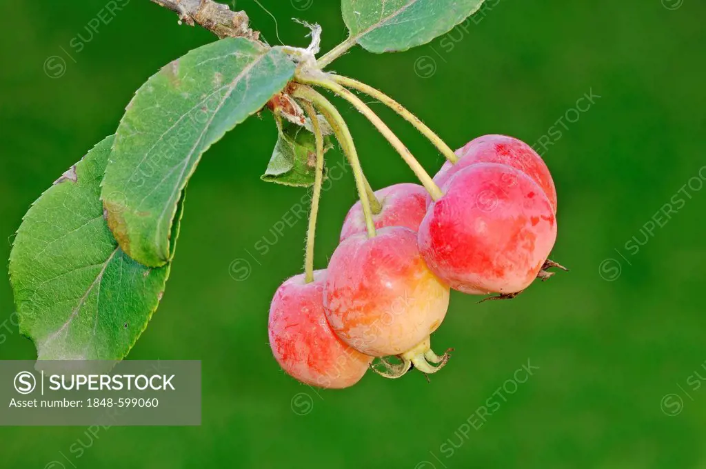 Tea Crabapple (Malus hupehensis), fruits, native to China and Taiwan