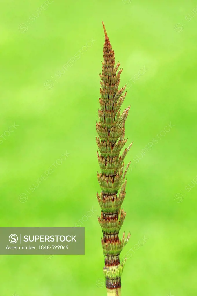 Field Horsetail or Common Horsetail (Equisetum arvense), North Rhine-Westphalia, Germany, Europe