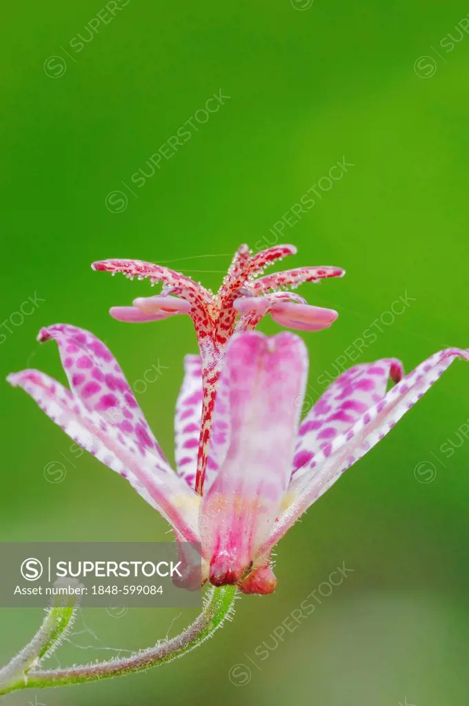 Toad Lily (Tricyrtis hirta, Tricyrtis japonica), flower, native to Japan and East Asia, garden plant, ornamental plant