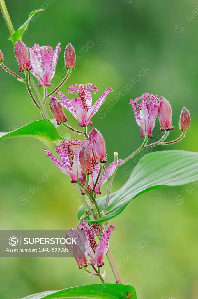 Toad Lily (Tricyrtis hirta, Tricyrtis japonica), flowers, native to Japan and East Asia, garden plant, ornamental plant