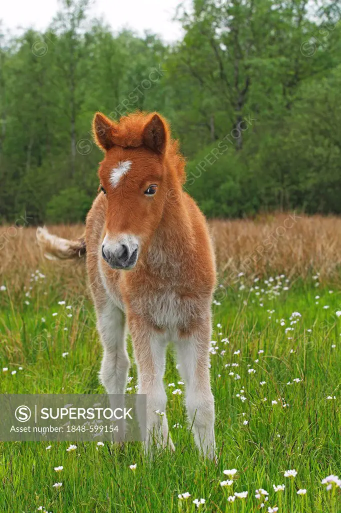 Foal, Icelandic Horse or Icelandic Pony